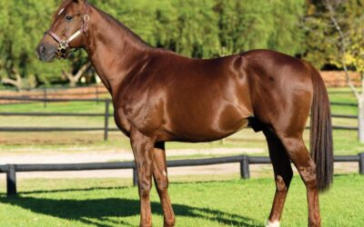 Tuesday double for Flower Alley