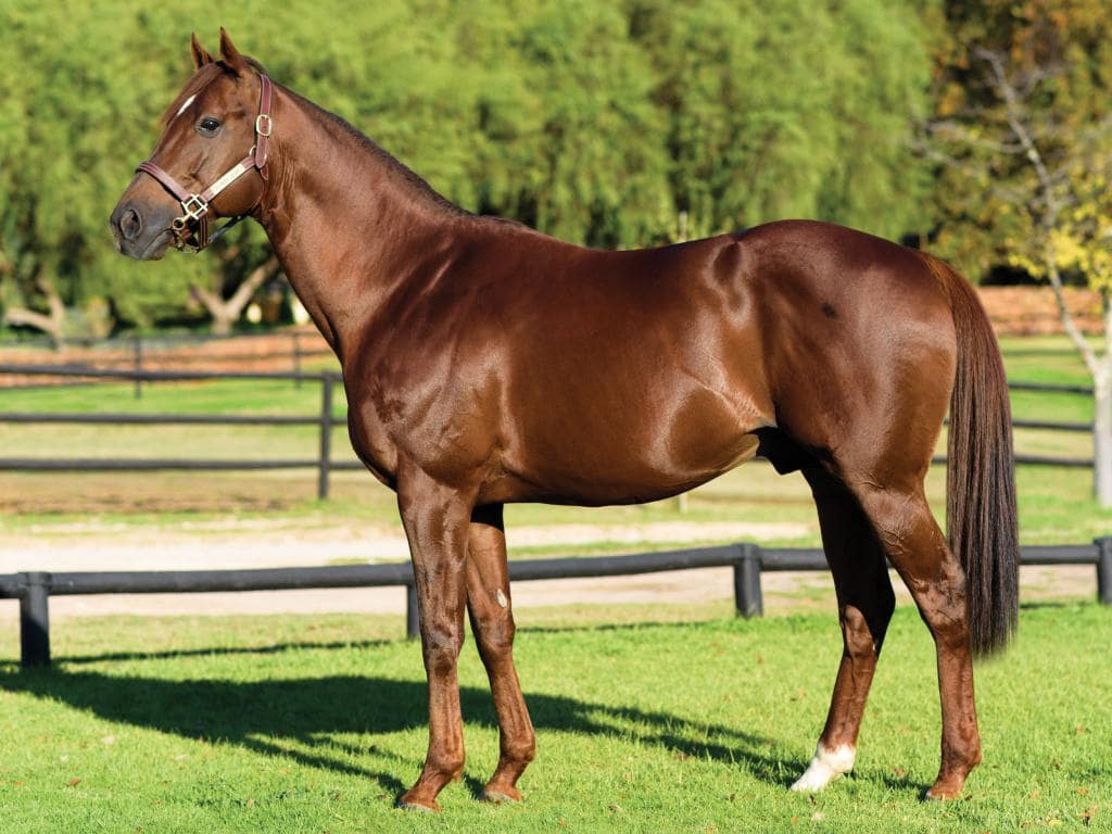 Wilgerbosdrift Flower Alley