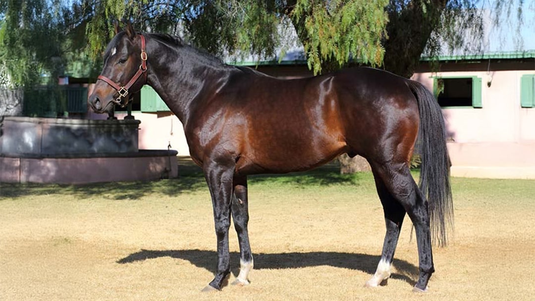 First G1 winner for Buffalo Bill Cody