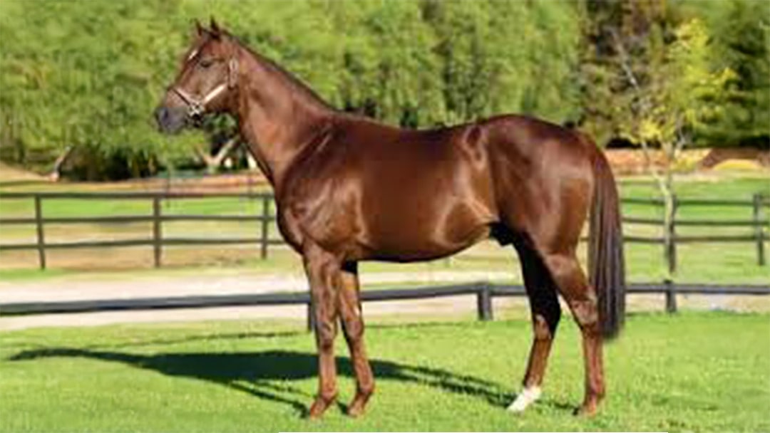 Flower Alley gelding wins Magical Zulu Kingdom 2200