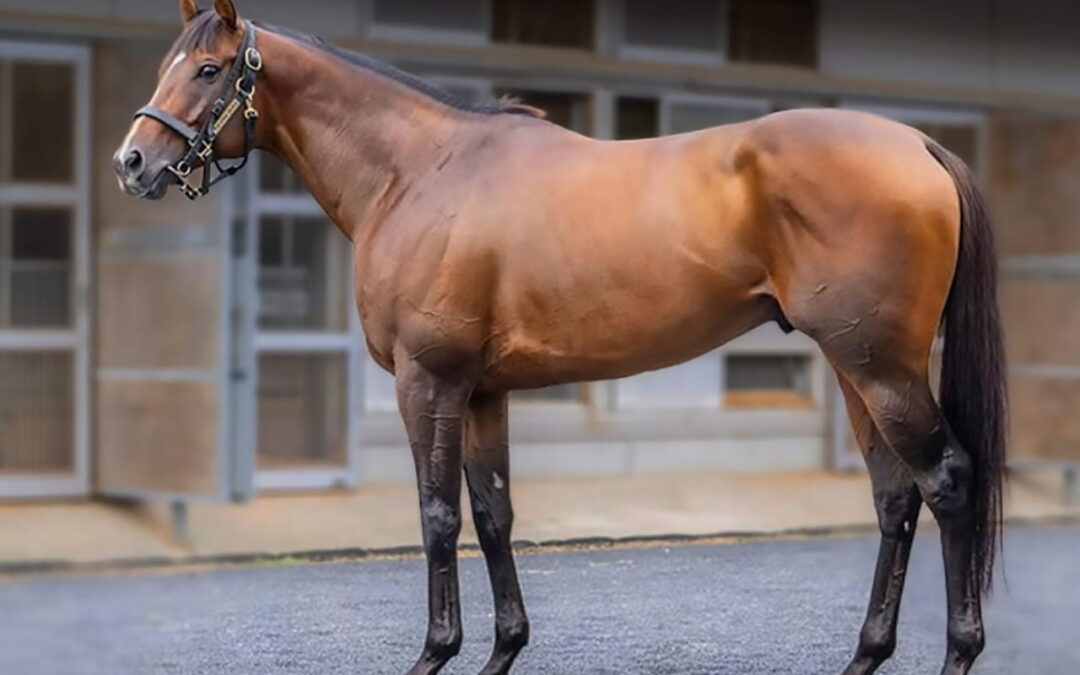 Introducing Japanese Gr.1 Winner Danon Scorpion – Standing at Wilgerbosdrift