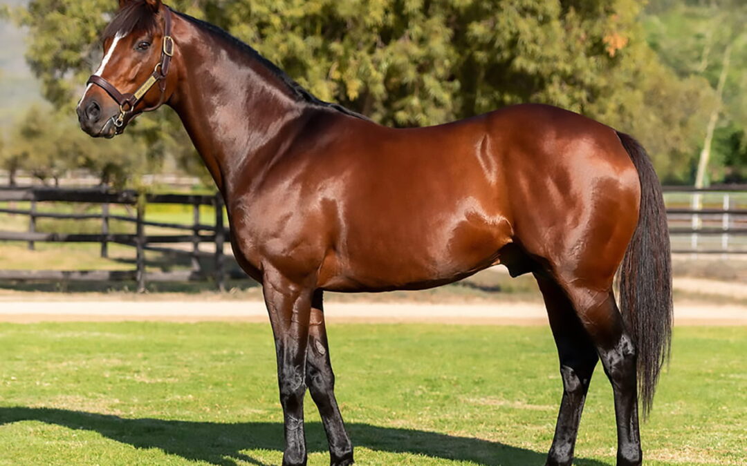 Fire Away filly wins on debut