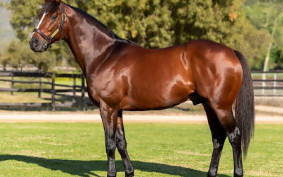 Fire Away colt wins Colorado King Stakes