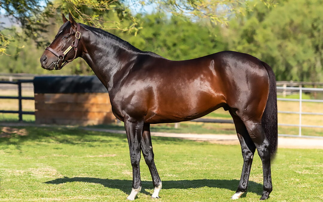 Hawwaam filly wins Sycamore Sprint