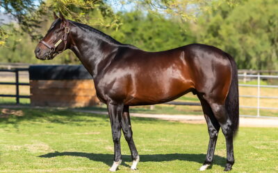 Hawwaam filly wins Sycamore Sprint