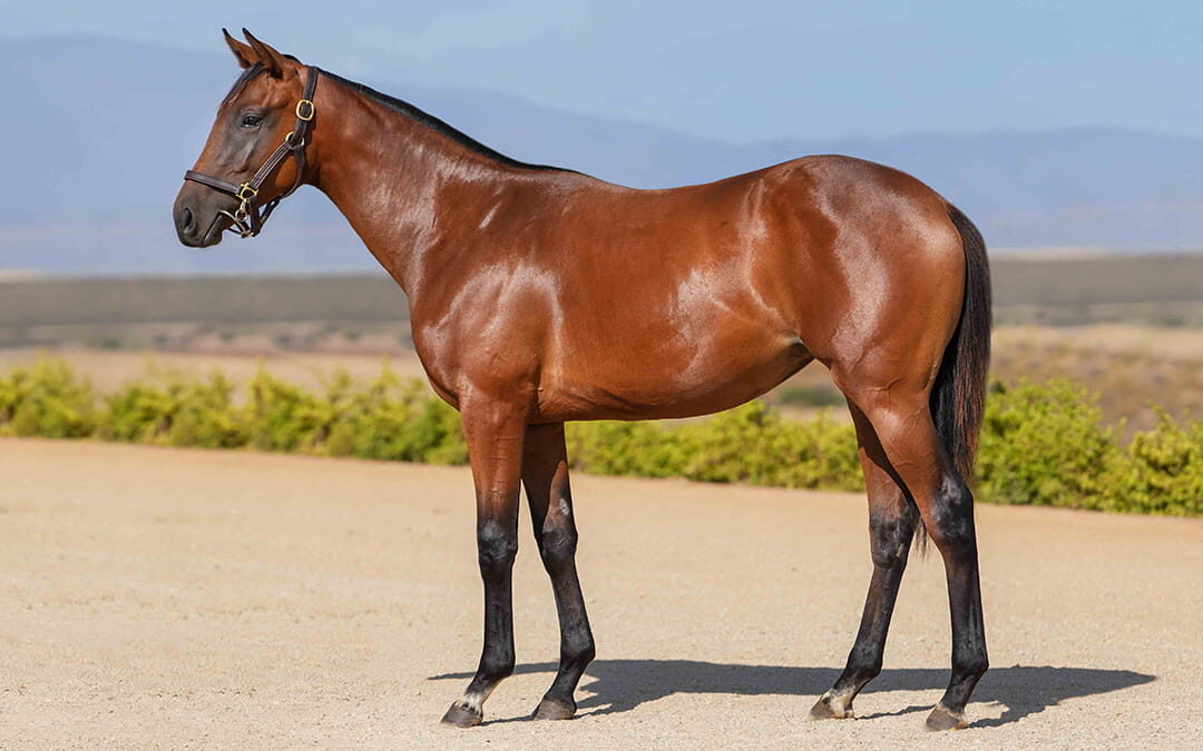 Lot 11 Sassy Saffron