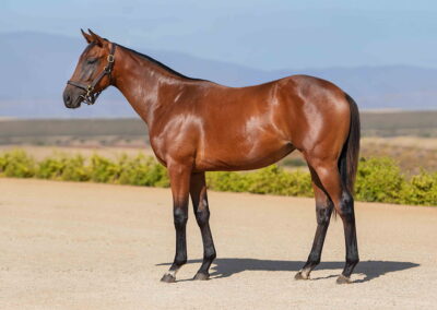 Lot 11 Sassy Saffron