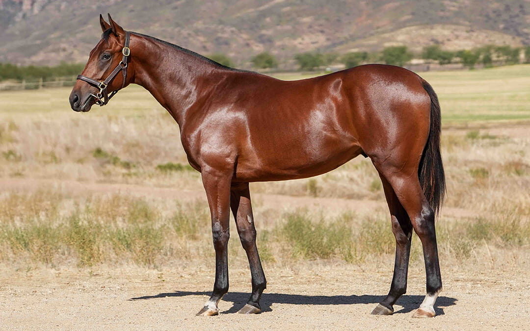 Lot 121 Nocturnal Song