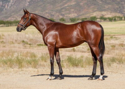 Lot 121 Nocturnal Song