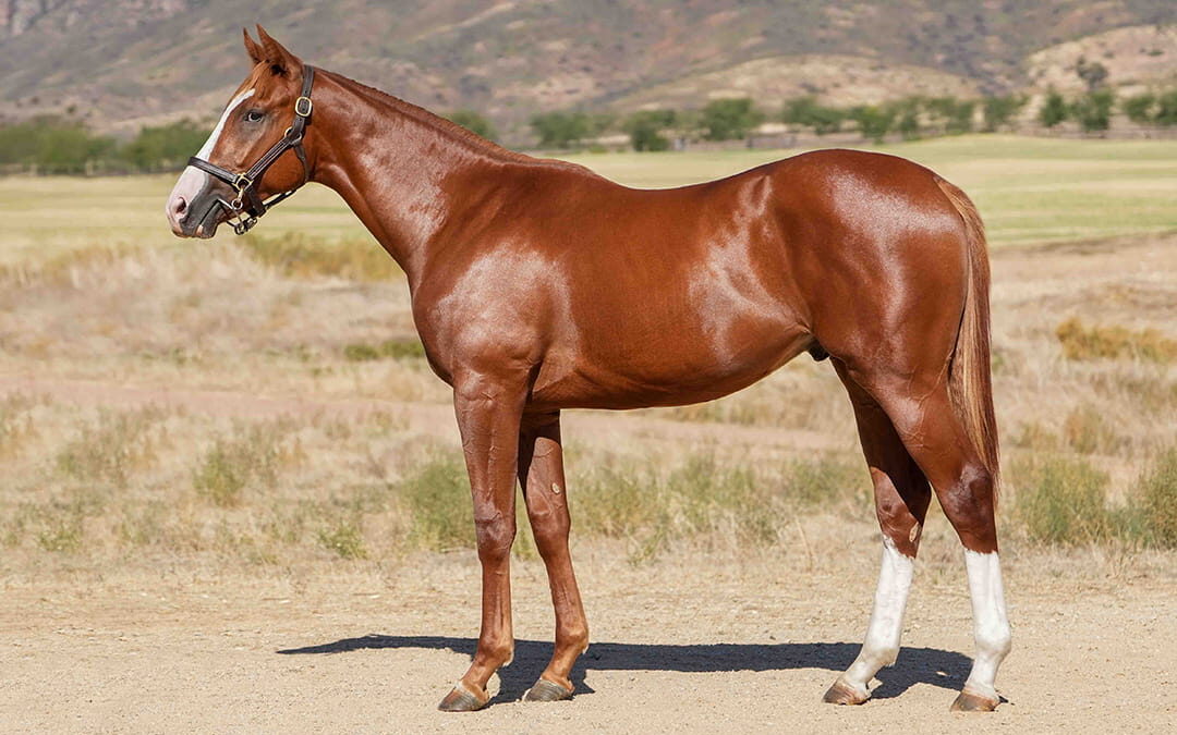 Lot 126 We Ride At Dawn