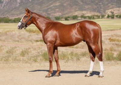 Lot 126 We Ride At Dawn