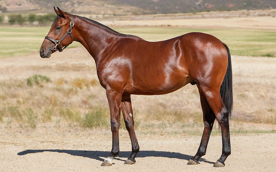 Lot 129 One Of The Boys