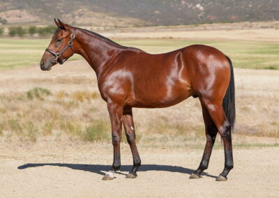 Lot 129 One Of The Boys