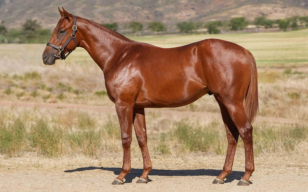 Lot 132 Harrier Hawk