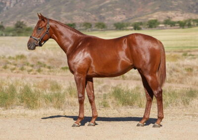 Lot 132 Harrier Hawk