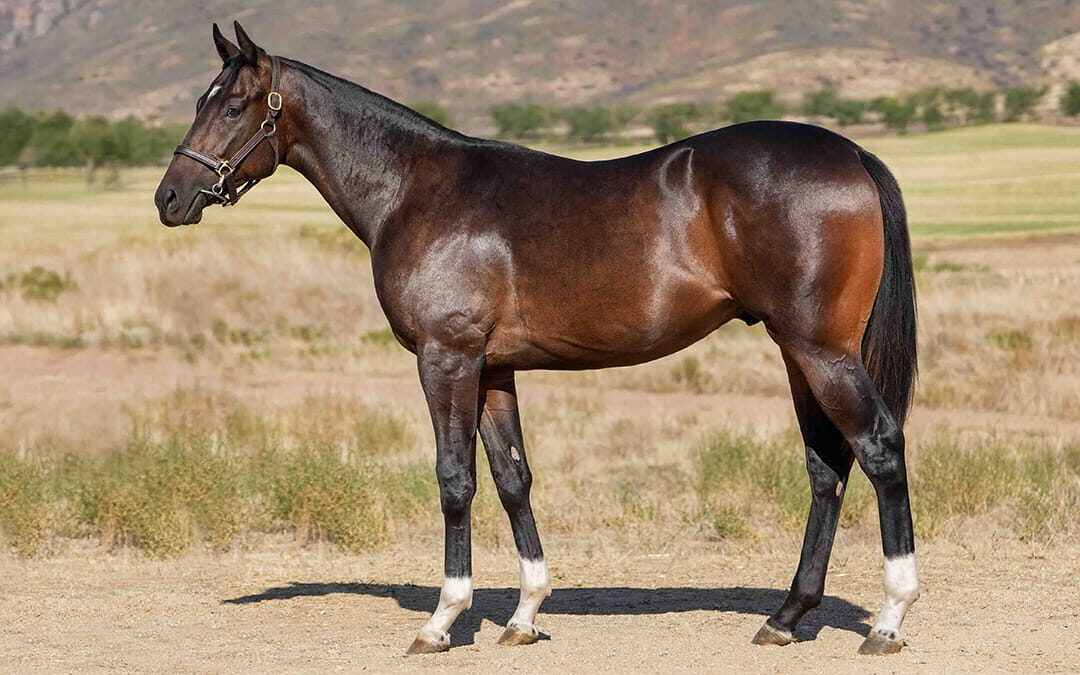 Lot 140 Candescent