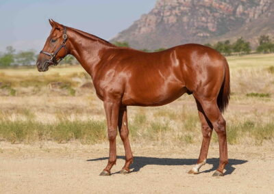 Lot 154 Jack Skellington