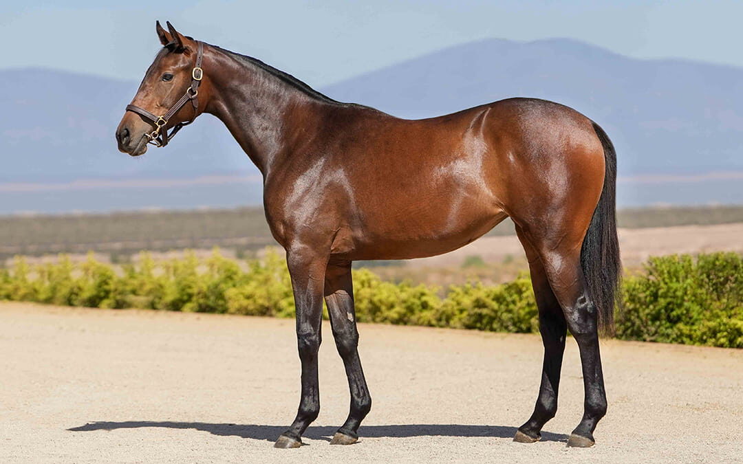 Lot 211 Sovereign Power