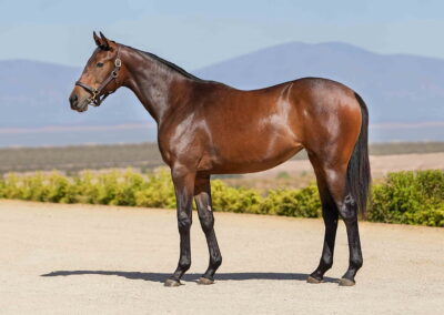 Lot 211 Sovereign Power