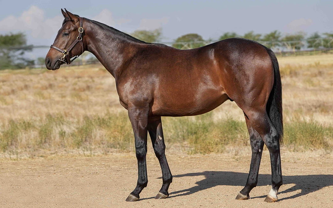 Lot 225 Born To Dance