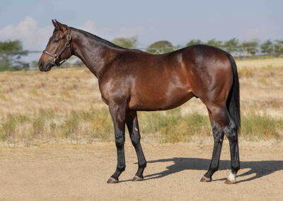 Lot 225 Born To Dance