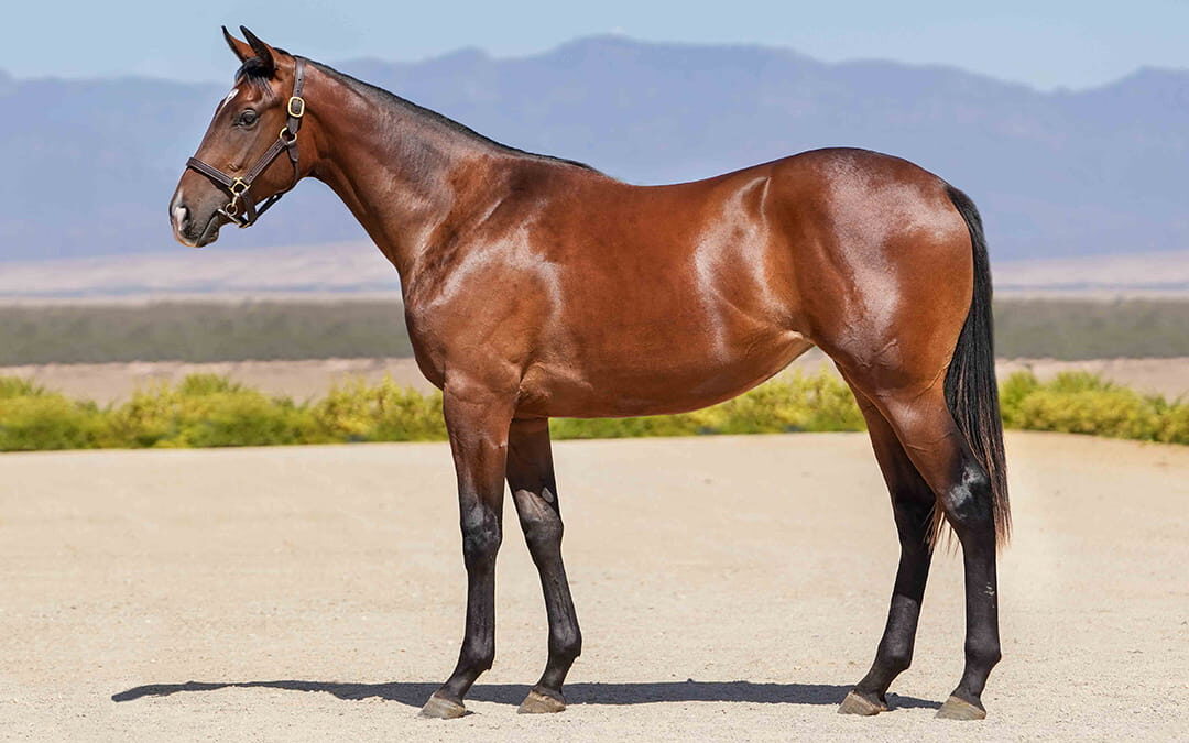 Lot 272 Desert Lily