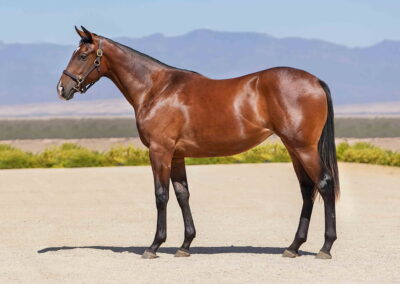 Lot 272 Desert Lily