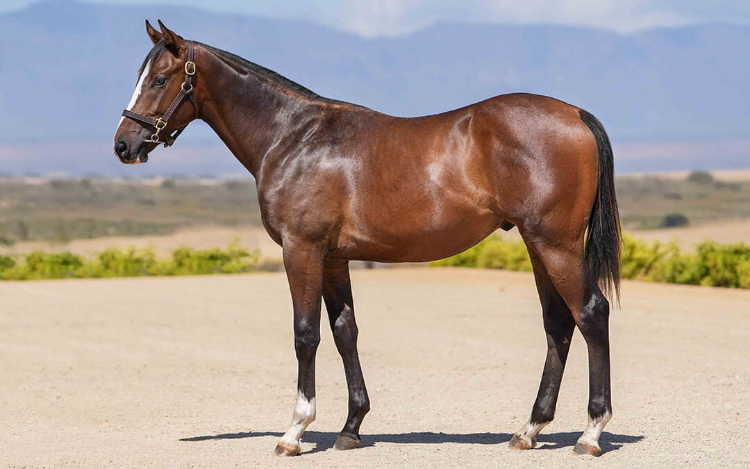 Lot 35 Locked And Loaded