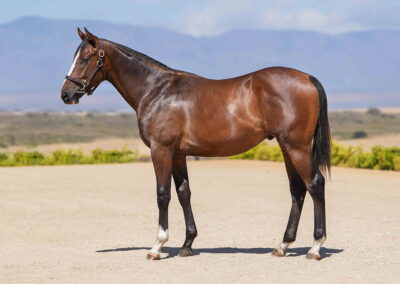 Lot 35 Locked And Loaded