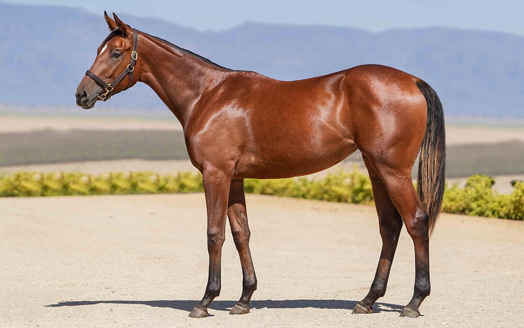 Lot 363 Early To Rise