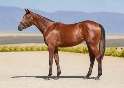 Lot 363 Early To Rise