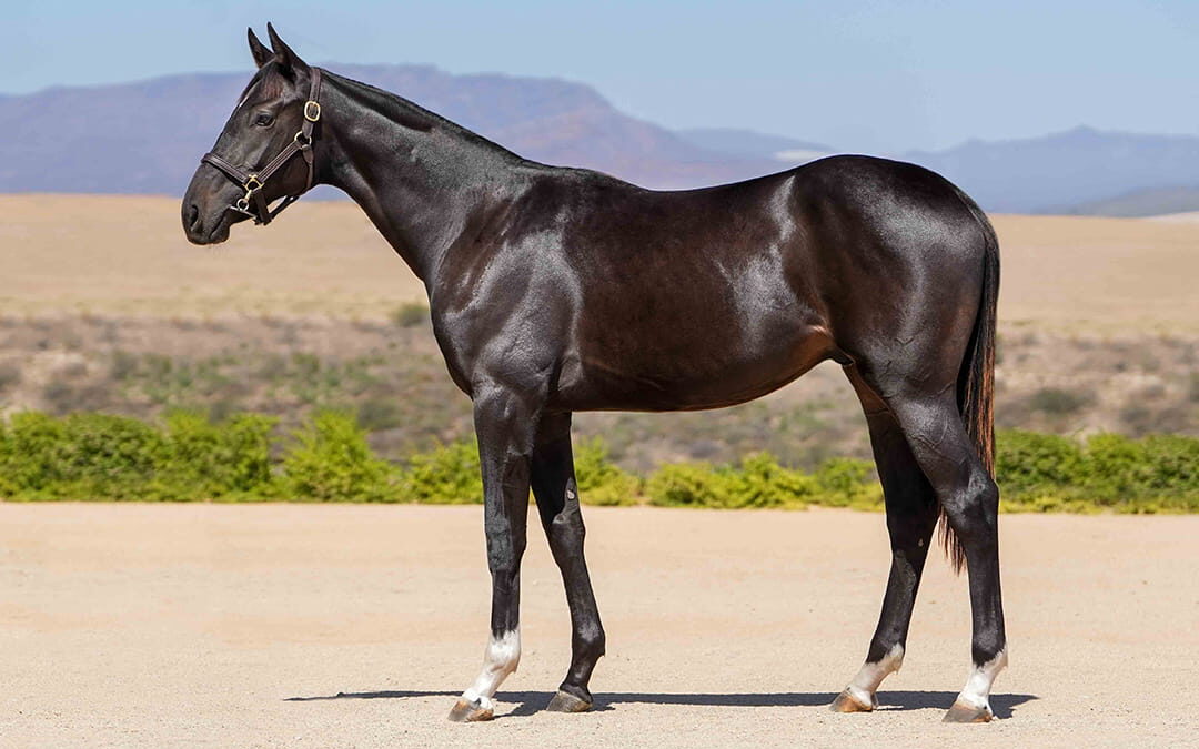 Lot 6 Mozart’s Marriage