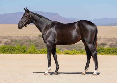 Lot 6 Mozart’s Marriage