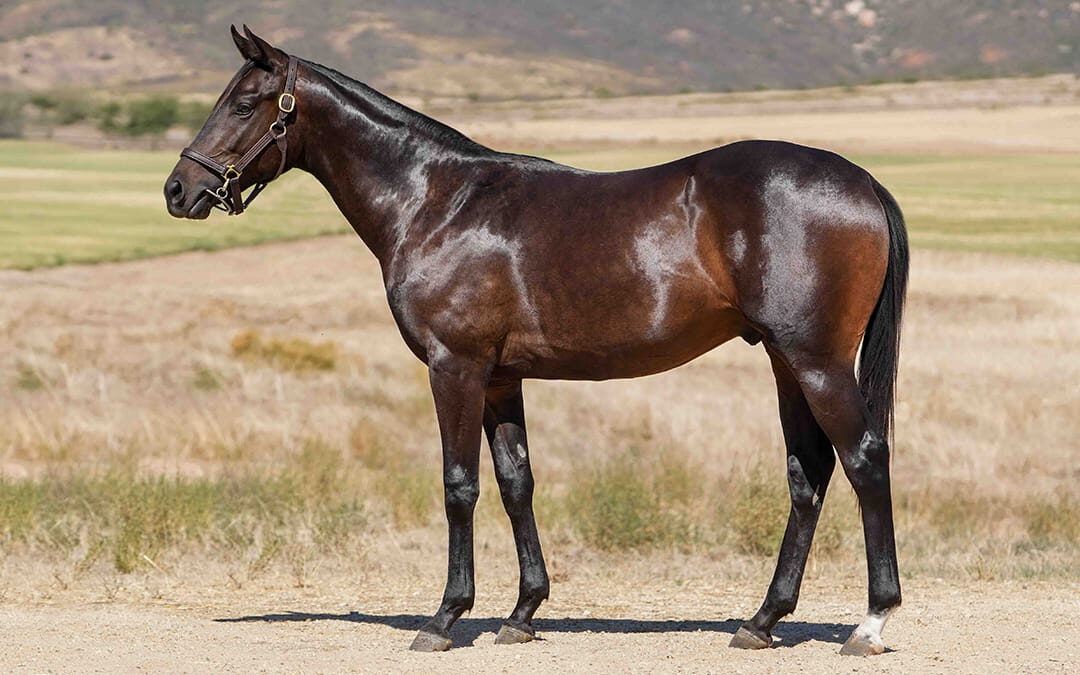 Lot 61 Luxury Resort