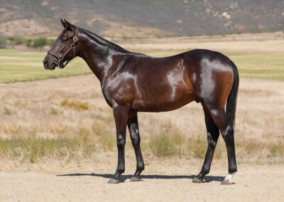 Lot 61 Luxury Resort