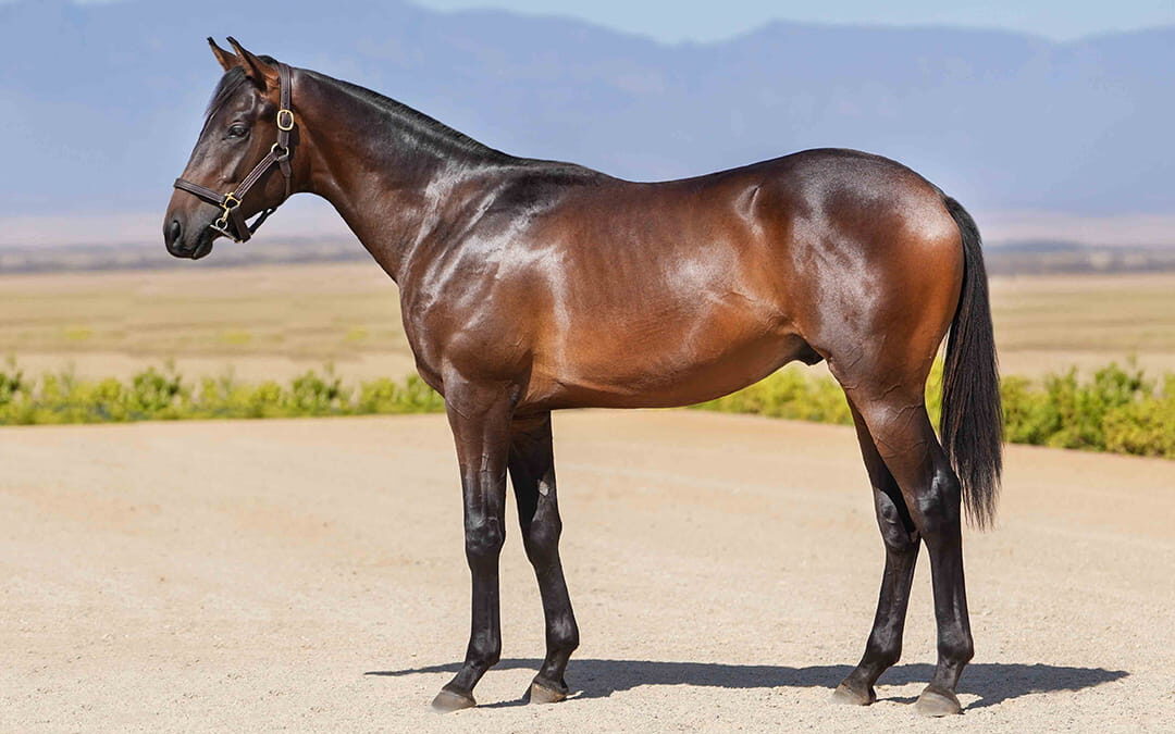 Lot 7 You’re The Fire