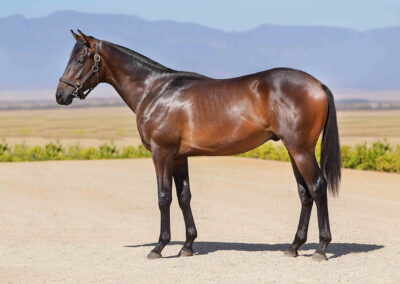 Lot 7 You’re The Fire