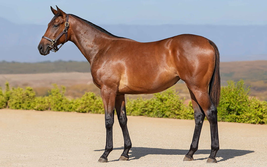 Lot 82 Creature Comforts