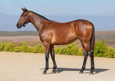 Lot 82 Creature Comforts