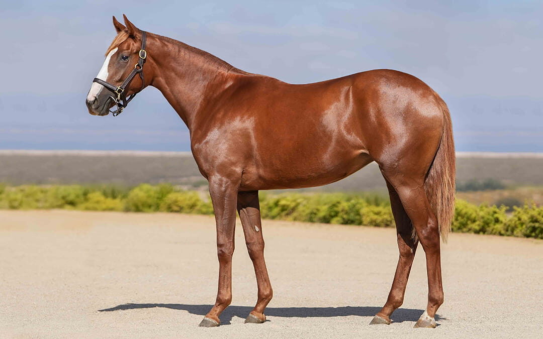 Lot 84 Country Clare