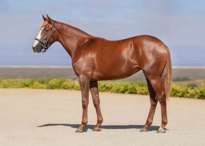 Lot 84 Country Clare