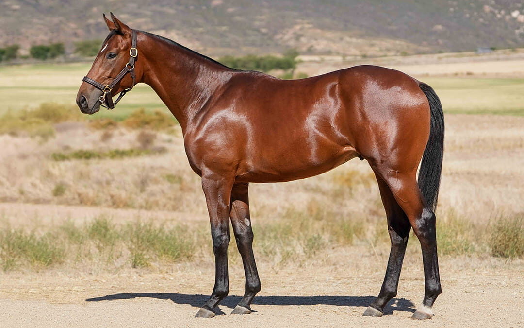 Lot 98 King Of Arveni