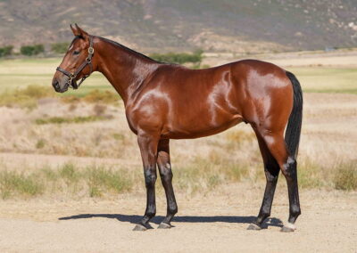 Lot 98 King Of Arveni