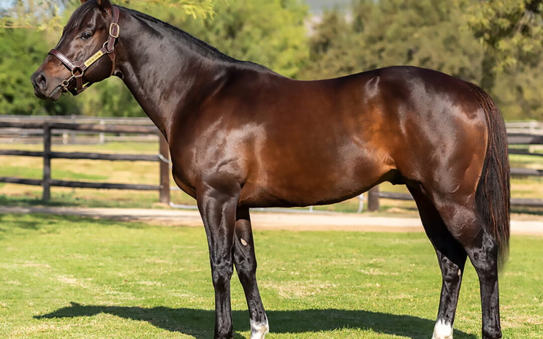 Buffalo Bill Cody star lands TAB Computaform Sprint