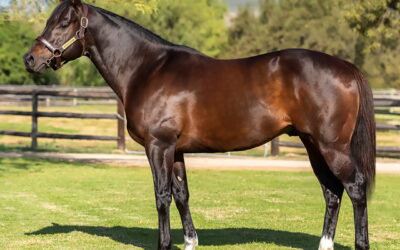 Buffalo Bill Cody star lands TAB Computaform Sprint