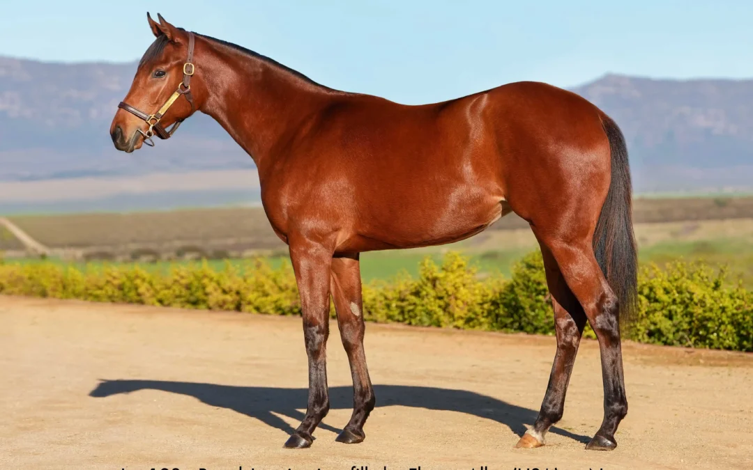 Lot 123 Royal Jasmine