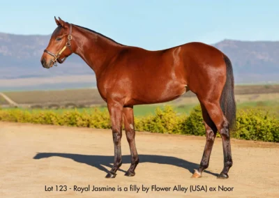 Lot 123 Royal Jasmine