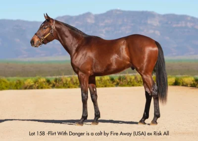 Lot 158 Flirt With Danger