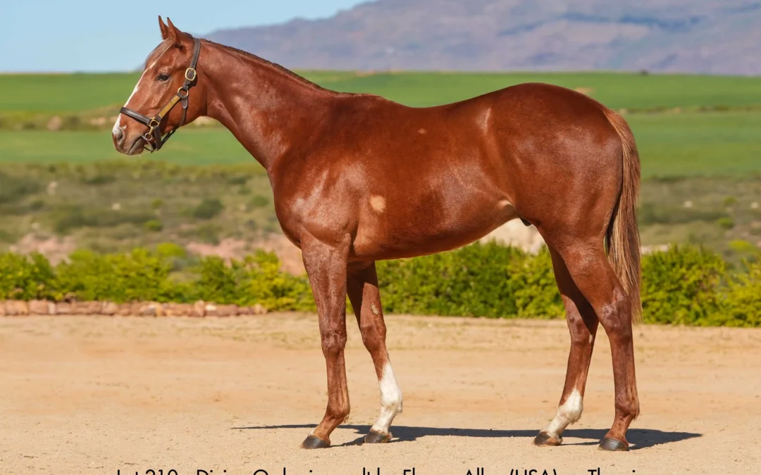Lot 210 Divine Order