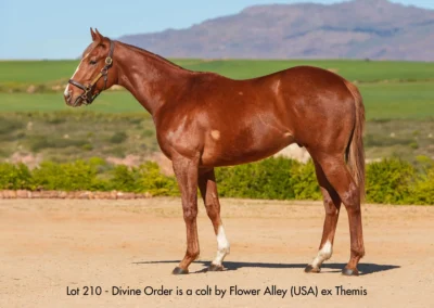 Lot 210 Divine Order
